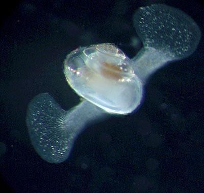 百慕達 詭異 生物