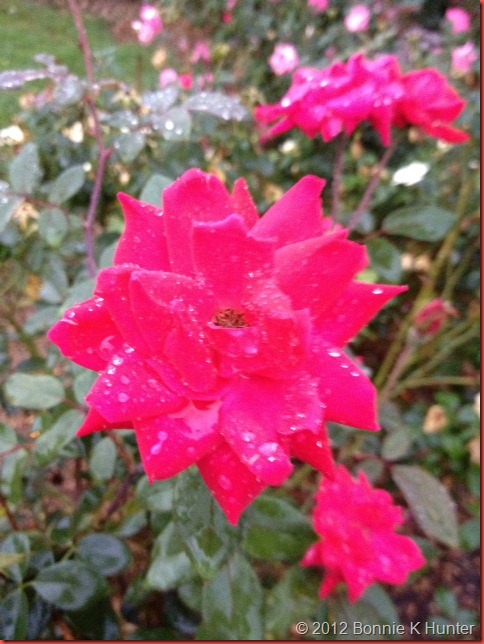 rose2