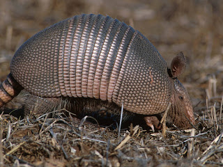 Armadillo Wallpapers