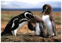 Reserva pingüinos