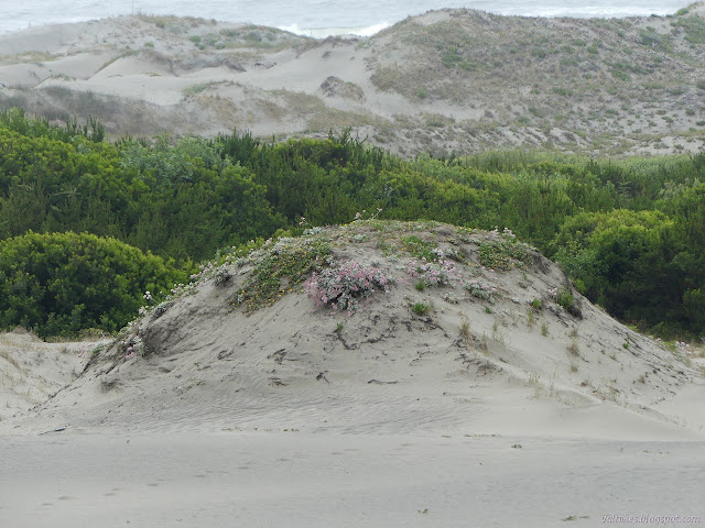 hill covered in flowers