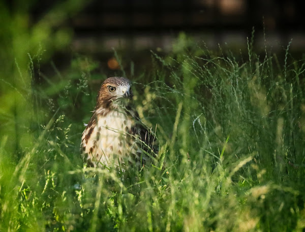 Fledgling red-tailed hawk in the grass