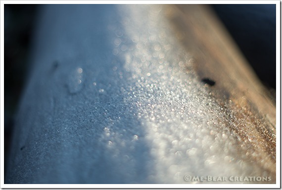Frost_on_tree_01