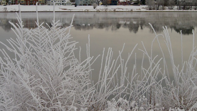 Frozen fog in Fredericton, New Brunswick