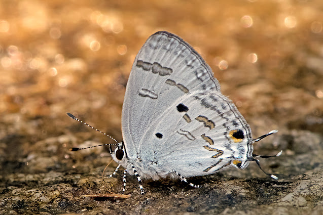Hypolycaena kina the Blue Tit butterfly
