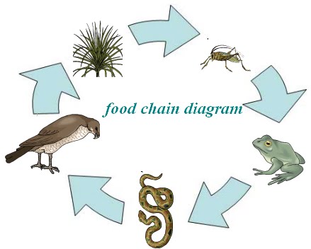simple food chain diagram. food chain diagram. simple food chain diagram.