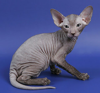 Peterbald 