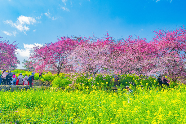 南投水里阿本農場櫻花秘境欣賞三色櫻花，黃澄澄的油菜花海也好美