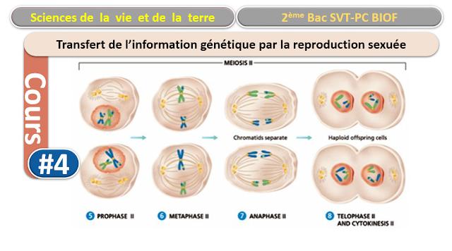 Unité 3 : Transfert de l’information génétique au cours de la reproduction sexuée – la génétique humaine