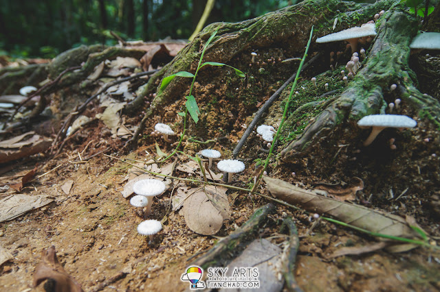 Some mushrooms found  growing near the tree roots