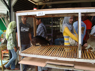 salah satu peserta kontes kelinci