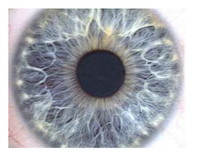 The Human Iris ( Hussein H. Fakhry and Benedict B. Cardozo, 2006) Figure 1: The Human Iris