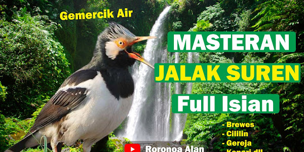 Masteran Jalak Suren Full Isian Tembakan