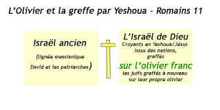 L'Israël de Dieu - Les croyants en Jésus sont greffés sur l'olivier et les juifs greffés de nouveau sur leur propre olivier.