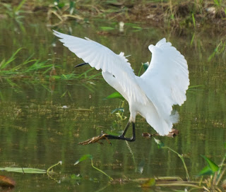 Little Egret (Egretta garzetta)