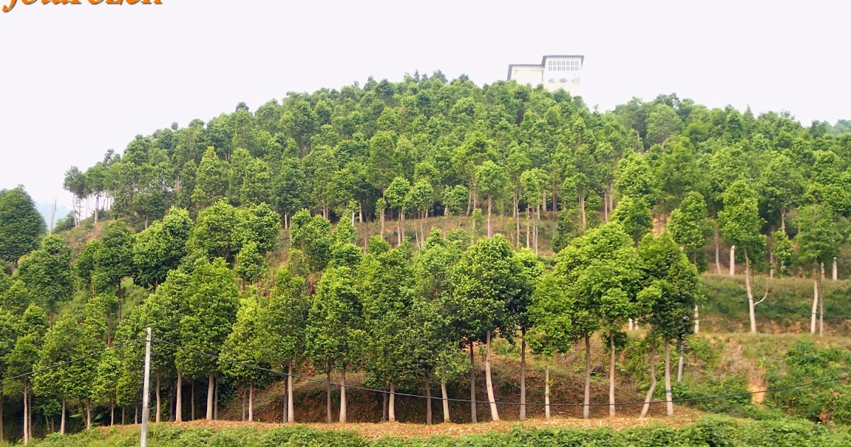 gaharu plantation in malaysia