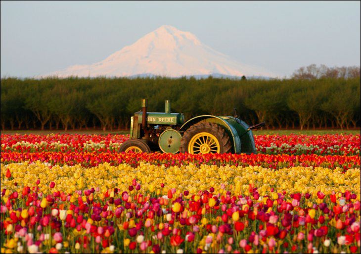 Netherland in May Month Seen On www.coolpicturegallery.us