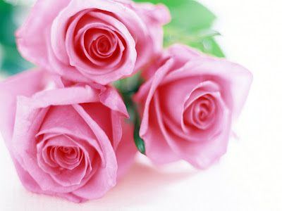 Gambar mawar indah warna pink
