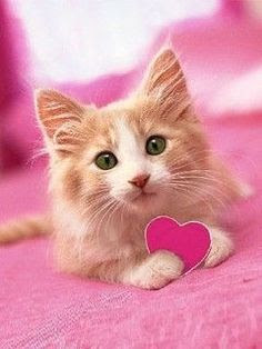 cute cats wallpaper free download 02