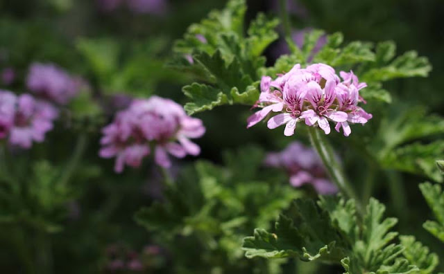 Pelargonium Graveolens Flowers Pictures