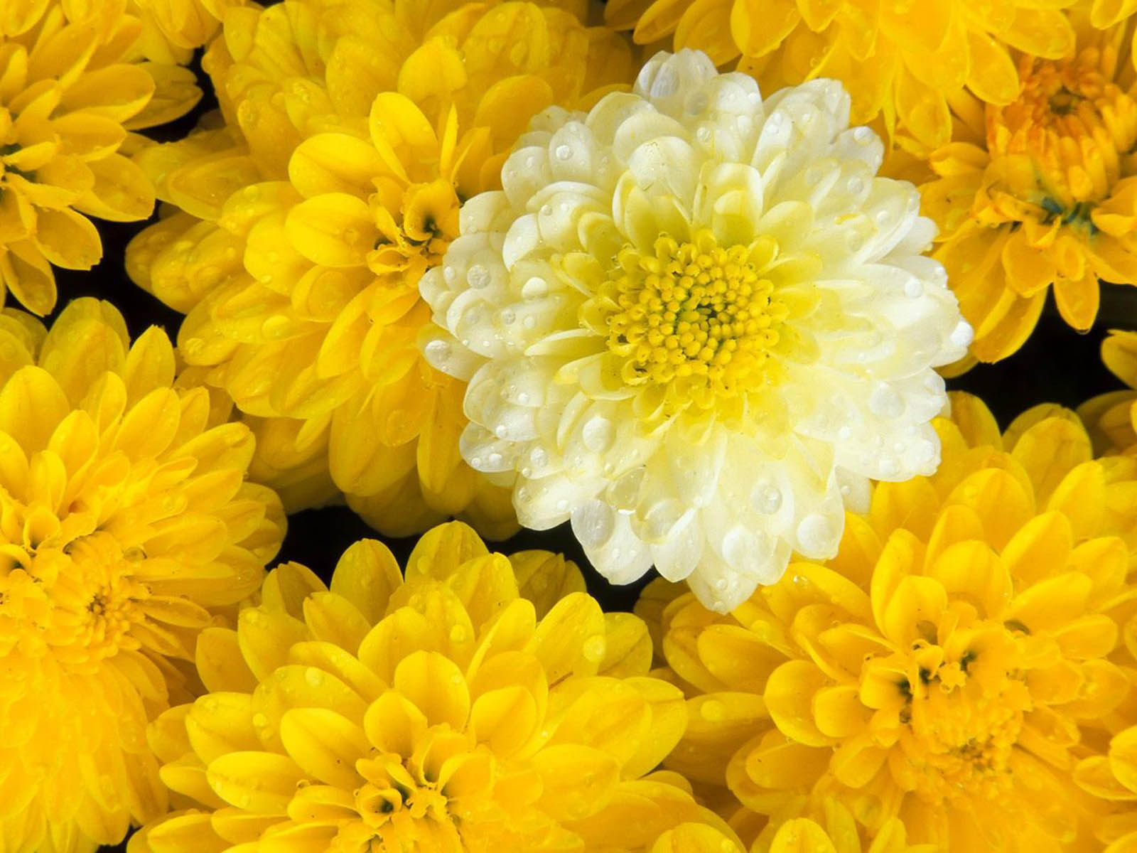 wallpapers: Marigold Flowers Wallpapers