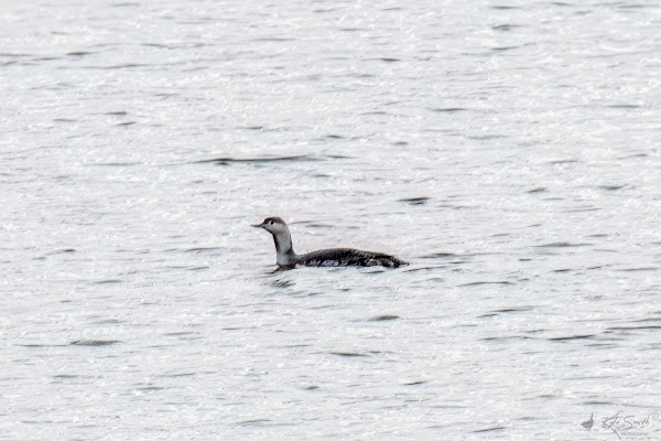 Red-throated diver