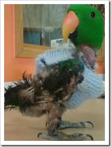 bird jumper B 11 03 13