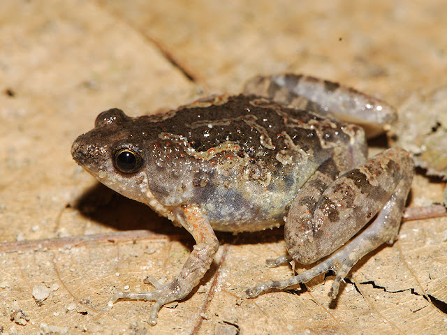 Painted Chorus Frog - Microhyla butleri