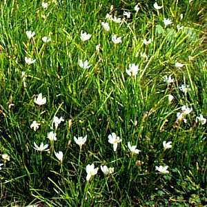 Azucenita de campo Zephyranthes candida