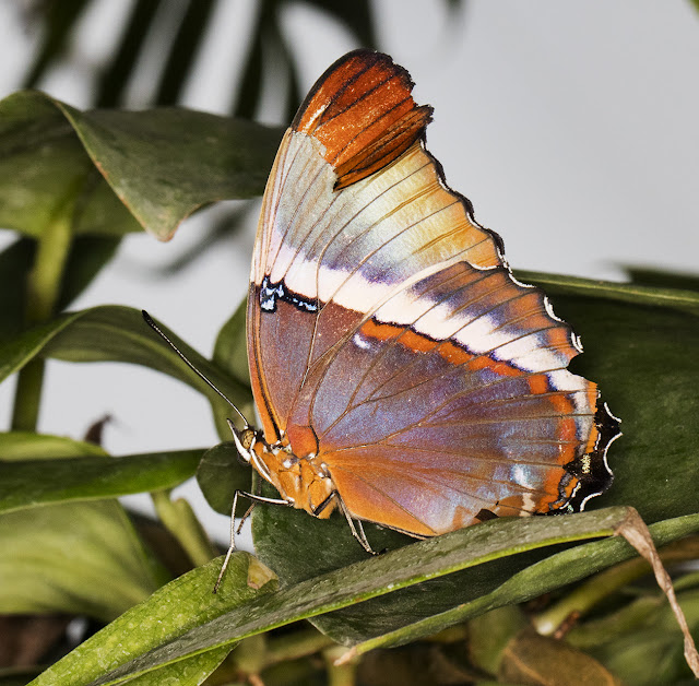 Unidentified Butterfly.  Butterflies in the Glasshouse at RHS Wisley, 26 January 2016.