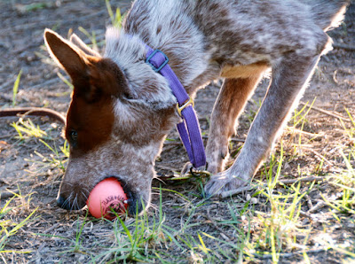 light up dog ball