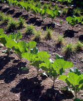 Edible Garden at ABG 