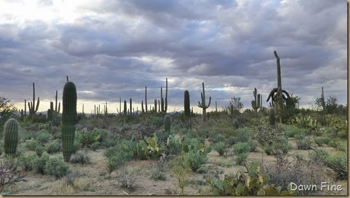 Saguaro NP West_047