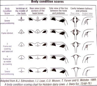 PENGERTIAN BODY CONDITION SCORE (BCS)