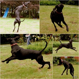 Zorro © H. Brune