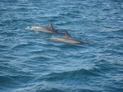 Dolphins in Mauritius