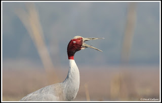 Sarus Crane at Bharatpur