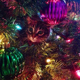 Funny cats - part 83 (40 pics + 10 gifs), cat pics, kitten playing in christmas tree