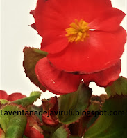 flor-begonia-semperflorens