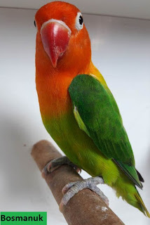 Lovebird Biola