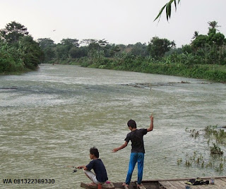 Cara Mancing Ikan Mas Di Air deras