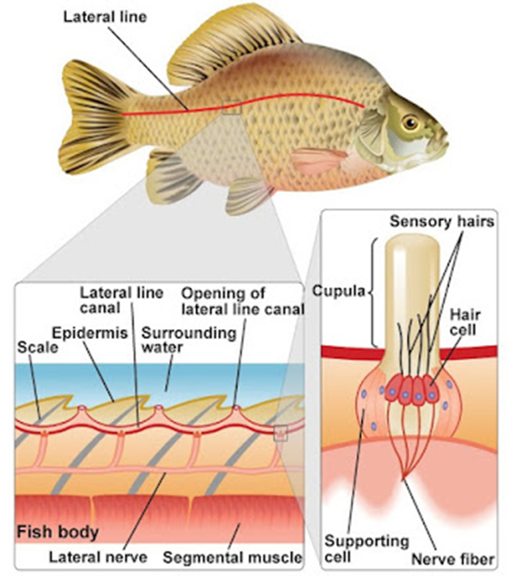 Sistem Panca Indra Ikan