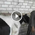 عجائب بالفيديو  : شاهد البقرة الخارقة  التي ظهرت فى محافظة البحيرة وماذا يحد إذا شربت كوب واحد من لبنها !! 
