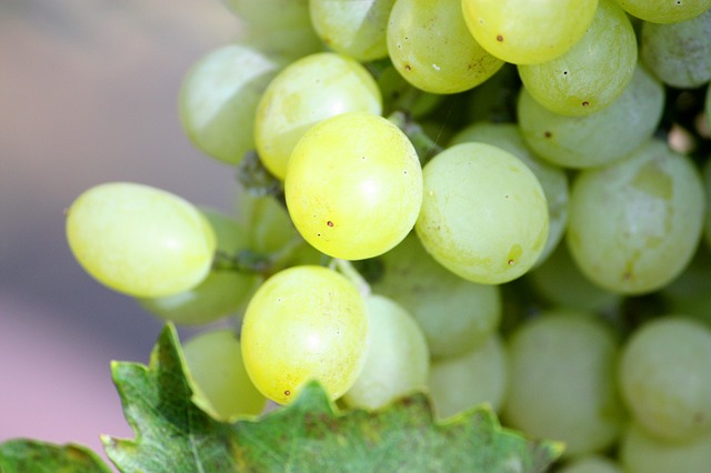 Green Grapes are Mostly Glucose