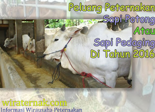 sapi potong