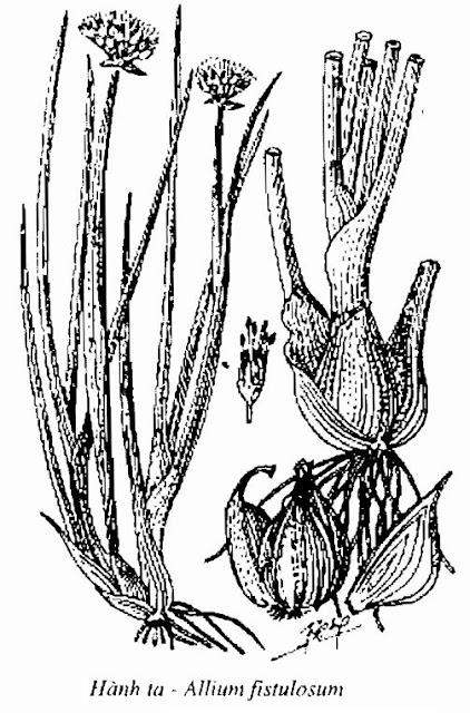 Hình vẽ Hành ta - Allium fistulosum - Nguyên liệu làm thuốc Chữa Cảm Sốt