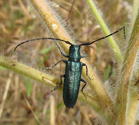 יקרונית מהמין Agapanthia lais