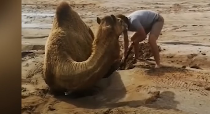The man is helping camel