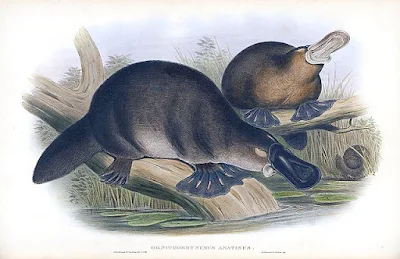 A color print of two platypuses