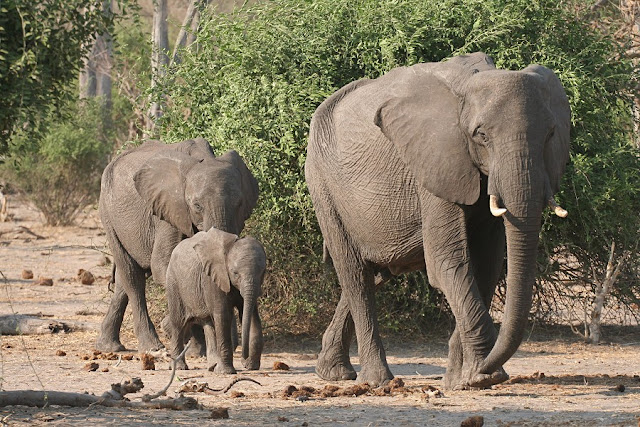 african elephant family